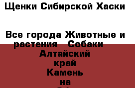 Щенки Сибирской Хаски - Все города Животные и растения » Собаки   . Алтайский край,Камень-на-Оби г.